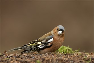 Male Chaffinch on the ground