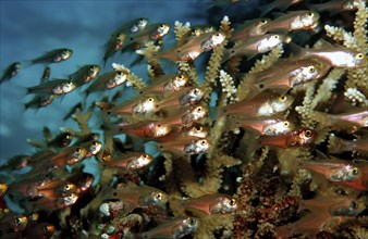 Glassfish between corals, Parapriacanthus ransonneti, Maldives, Indian Ocean, Meemu Atoll, Asia