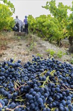 Picked grapes with wine pickers (Unrecognisable) in the background