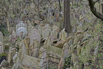 Overgrown historic cemetery in Prague with numerous old gravestones and trees, 15th century Jewish