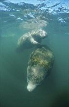 Round-tailed manatee, Trichechus manatus latirostris, USA, Florida, FL, Everglades, North America