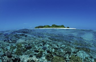 Corals in front of Maldives Island, Maldives, Indian Ocean, Meemu Atoll, Asia