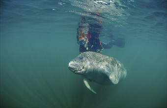 Round-tailed manatee and snorkeller, Trichechus manatus latirostris, USA, Florida, FL, Crystal