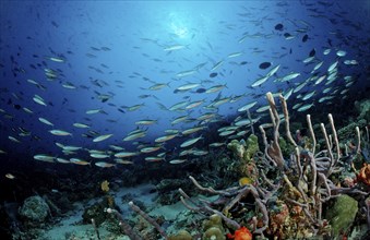 Swarm of neon fusiliers on coral reef, Pterocaesio tile, Maldives, Indian Ocean, Meemu Atoll, Asia