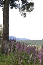 Flowering Foxgloves (Digitalis purpurea), West Coast, South Island, New Zealand, Oceania