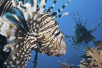 Lionfish, Pterois volitans, Marsa Alam, Red Sea, Egypt, Africa