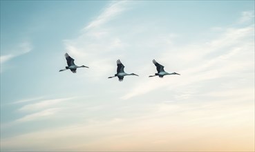 Storks flying across the sky AI generated