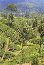 Mountain tea plantation in Sri Lanka