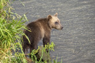 Brown bear cub in the river, Kamchatka, Russia, Europe