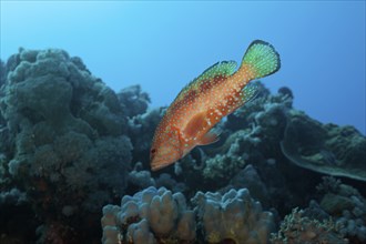 Jewelled grouper, Cephalopholis miniatus, Nuweiba, Sinai, Red Sea, Egypt, Africa