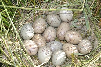 Eggs laid by a swamphen or Pukeko (Porphryio porphyrio), West Coast, South Island, New Zealand,