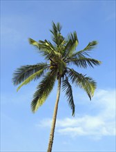 Branches of coconut palm against blue sky