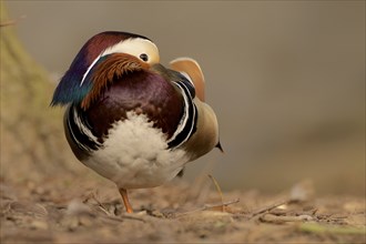 Resting Mandarin Duck