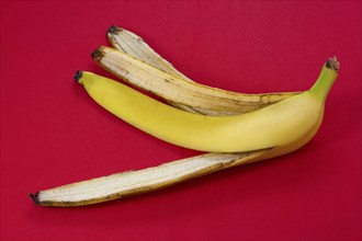 Banana peel skin lies on a red background. Organic fruit residues after cleaning