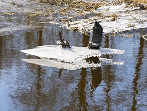 Melted ice on the river, the pond is released from the ice