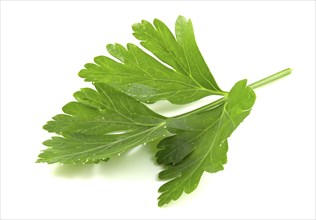 Fresh parsley leaf close up isolated on white background