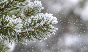 Wintery pine needles, white snow dusting AI generated