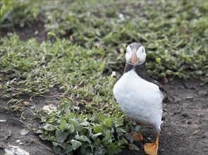 Puffins on the ground on Inner Farne Lsland in the Farne Islands, Northumberland, England, United