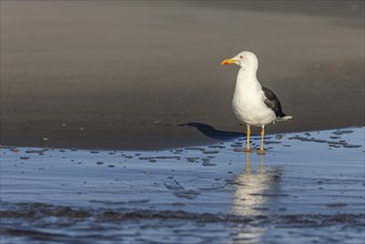 Herring gull (Larus fuscus) on the beach of Juist, East Frisian Islands, Germany, Europe