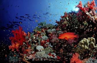 Jewelled perch in a coral reef, Cephalopholis miniata, Sudan, Africa, Red Sea, Africa