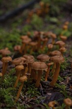 Group of small trumpet chanterelles (Craterellus tubaeformis), close-up, growing on a mossy tree