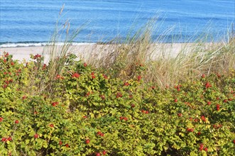 The red berries of a dogrose, medicinal rosehips round