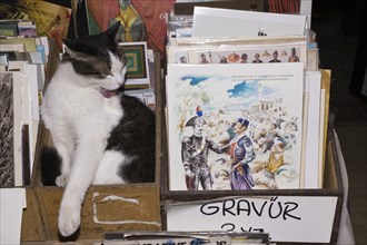 Domestic cat in bazaar, Istanbul, Turkey, Asia