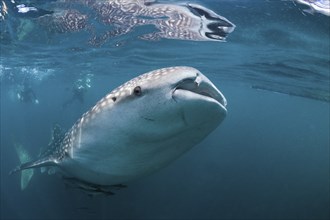 Whale shark, Rhincodon typus, Triton Bay, West Papua, Indonesia, Asia