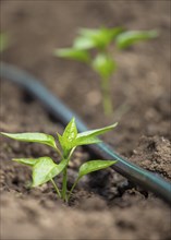 Pepper plants growing inside greenhouse with drip irrigation