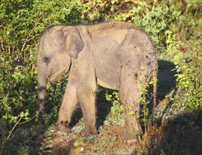 Small fun indian baby elephant in jungle