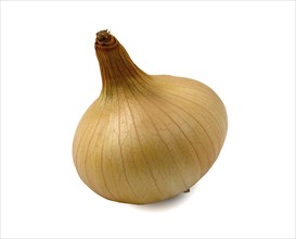 One yellow onion isolated on white background