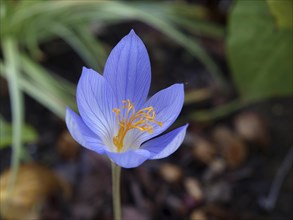 Autumn crocus