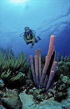 Diver and tube sponge, Aplysina archeri, Netherlands Antilles, Bonaire, Caribbean, Caribbean Sea