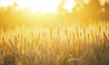 Cornfield at dusk, soft light, golden hues AI generated