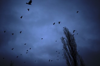 Germany, Berlin, 10.12.2023, crows over the poplars of Maurerpark, grey sky, Europe