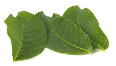 Fresh walnut leaves isolated on white background