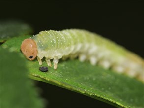 Caterpillar