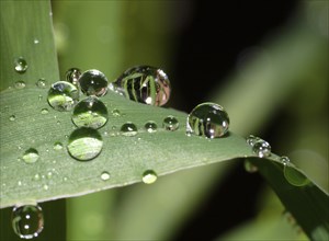 Raindrops