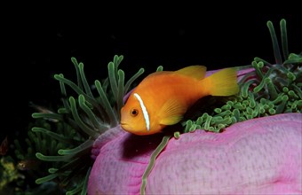 Maldives anemonefish, endemic, Amphiprion nigripes, Maldives, Indian Ocean, Meemu Atoll, Asia