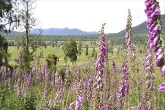 Flowering Foxgloves (Digitalis purpurea), West Coast, South Island, New Zealand, Oceania