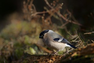 Female bullfinch on the forest floor. Female Bullfinch in the forrest