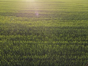 Field with spikelets of young barley and bright rays of the evening sun