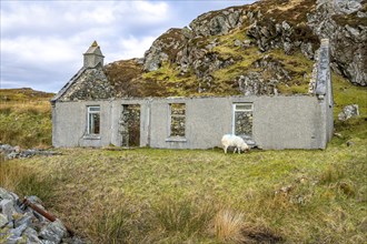 Derelict Cottage with a grazing sheep on the Isle of Harris, Scotland, United Kingdom, Europe