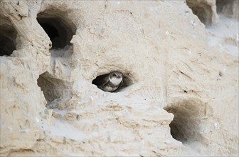 Sand martin or Rhine martin, nominate (Riparia riparia riparia) sits in the breeding cavity in a