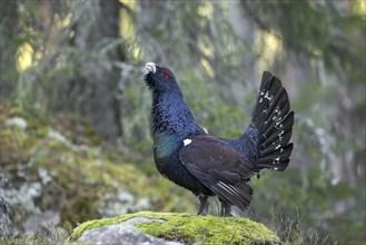 Western capercaillie (Tetrao urogallus) male calling and displaying with erect tail feathers at lek