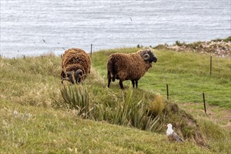 Goats (Capra), Otago Peninsula, New Zealand, Oceania