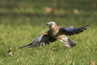 Eurasian jay (Garrulus glandarius), flying up from a meadow, Hesse, Germany, Europe