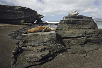 Galapagos sealions, Galápagos sea lions (Zalophus wollebaeki) and Brown pelicans (Pelecanus