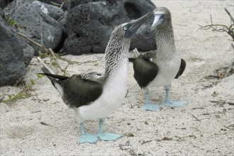 Two blue-footed boobies (Sula nebouxii excisa) on the beach, Lobos island, Galápagos Islands,