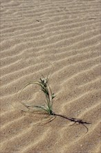 Plant among sand ripples on sandbank of the Banc d'Arguin National Park, Mauritania, Africa